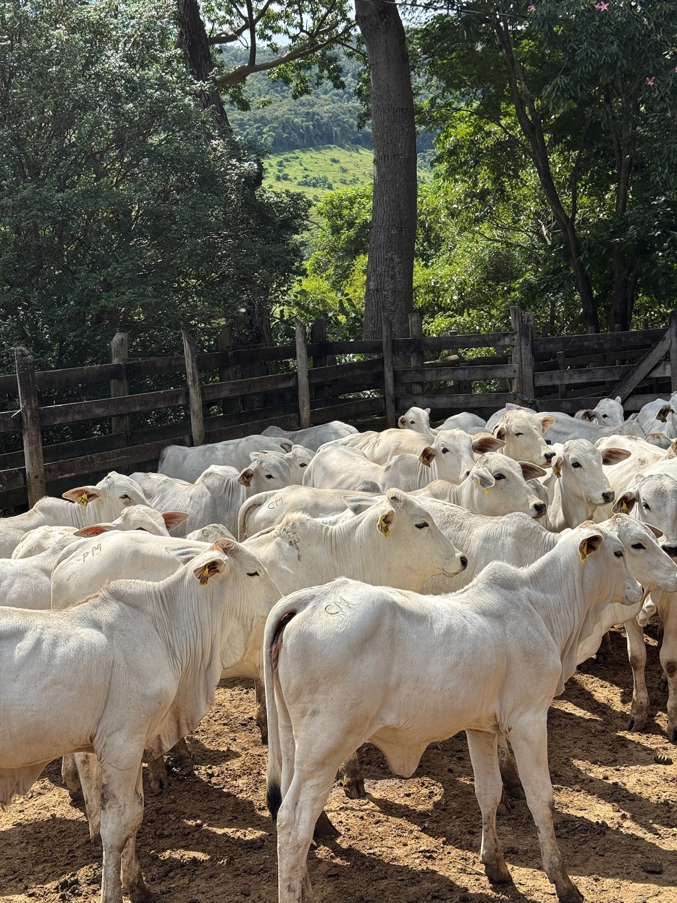 Tropa reunida no curral, com o pasto e a serra ao fundo