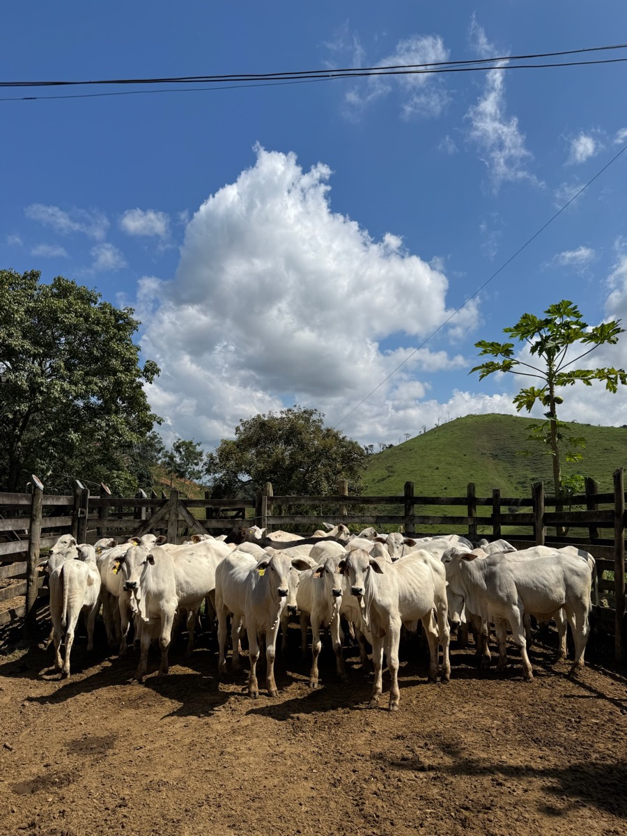 Animais olhando de frente para a câmera no curral