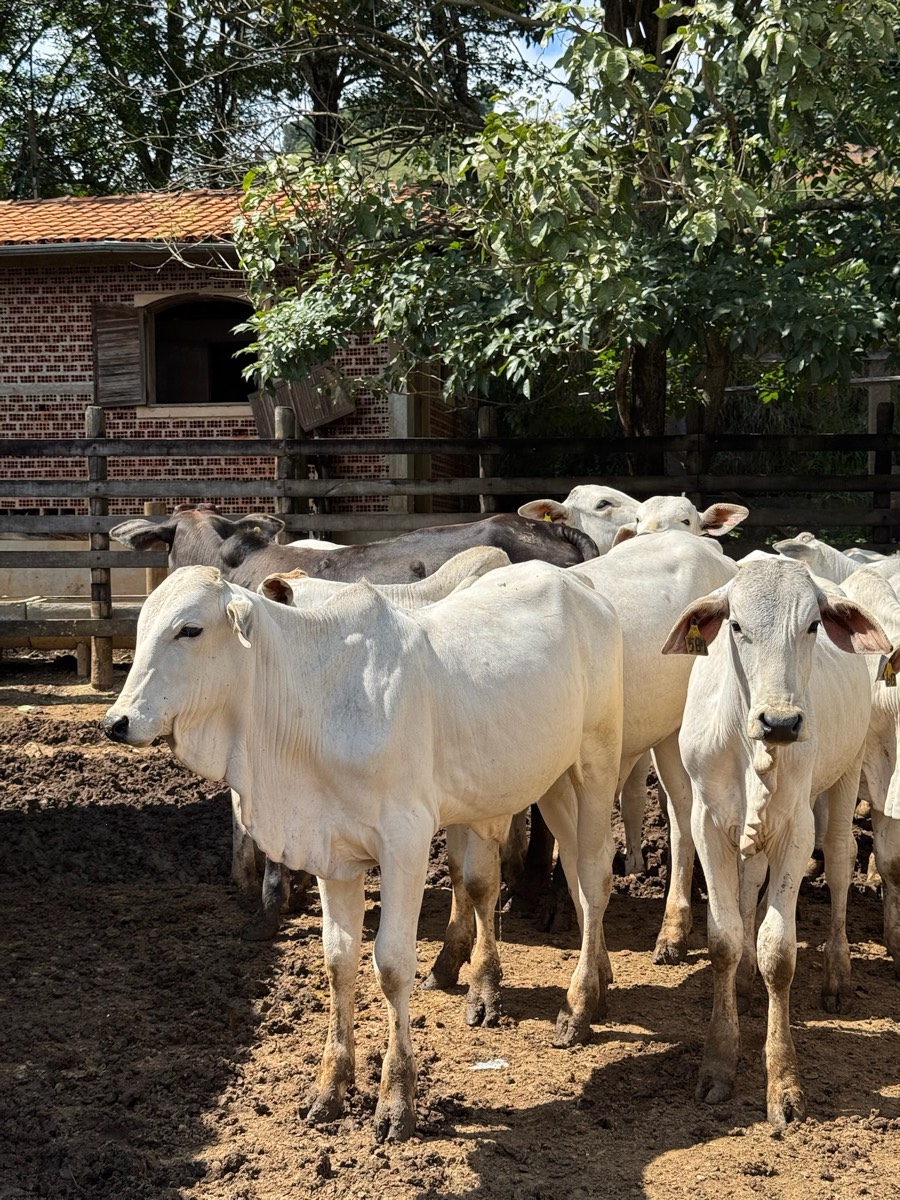 Curral próximo à sede da fazenda parceira